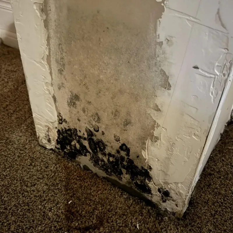 Professional Mold Removal in Alma, KS